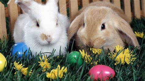 easter bunny background images